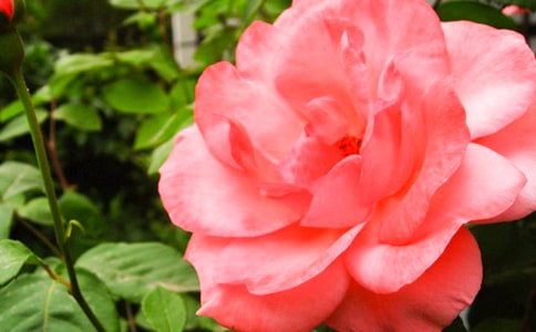 ��д�¼�����Сѧ����