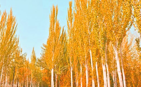 �����˵�θ�����