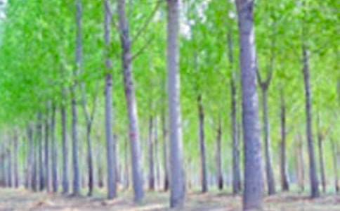 白杨树小学作文汇总10篇