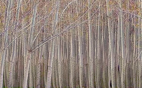 【精华】《白杨》读后感