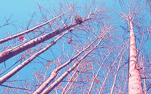 ������Сѧ���Ľ���8ƪ