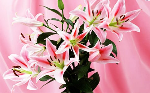 百合花开 教案教学设计