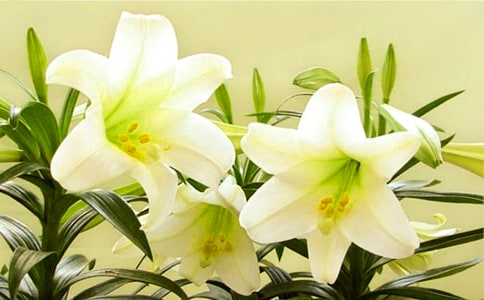 �����ϵİٺϻ���(³�˰����꼶����) �̰���ѧ���