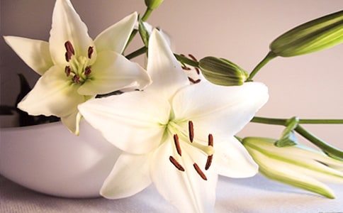 《百合花开》 教案教学设计(鲁教版八年级上册)