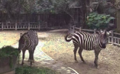 �а����������̰�