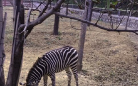 û�а����ߵ���·��లȫ�̰�����