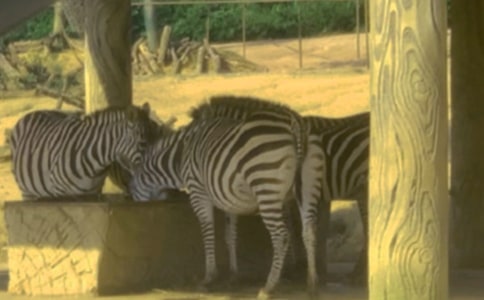 �������߽̰�