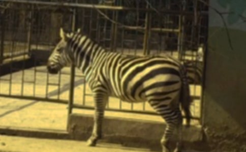 �����а�̰�