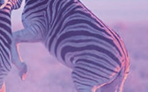 �а�˺�����󻭽̰����ɰ���С����