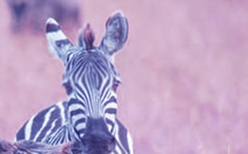 û�а����ߵ���·��లȫ�̰�