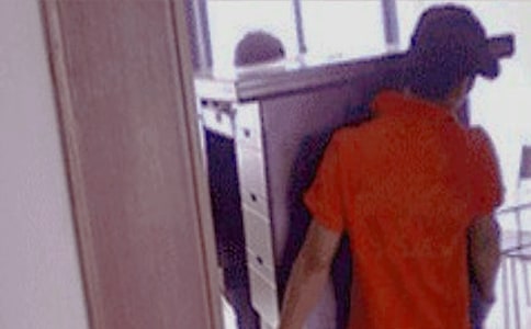 蚂蚁搬家观察日记