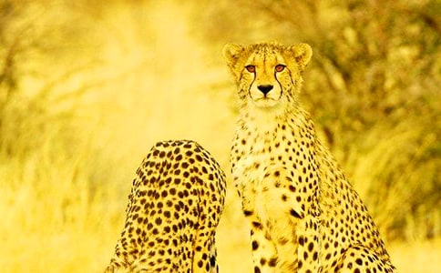 Ƥ���ӣ�������Ҳ���� �������Ķ���𰸼�ԭ�ķ���