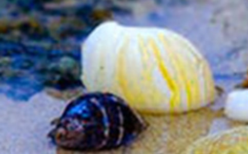 �а౴��ճ���̰�