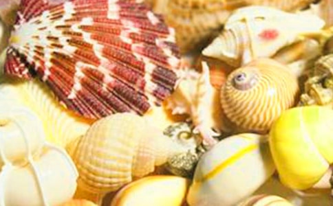 《贝壳》 教案教学设计(人教版七年级上册)