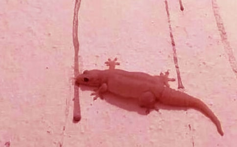 小壁虎作文一年级