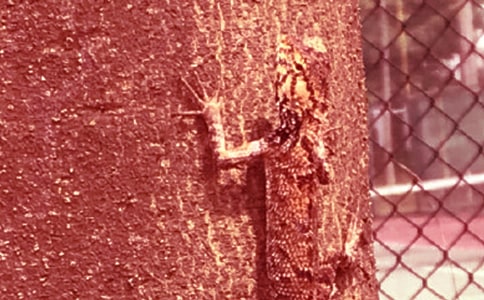 ��С�ڻ���β�͡���ѧ��˼15ƪ