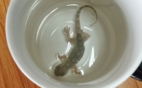 《 小壁虎借尾巴》教案