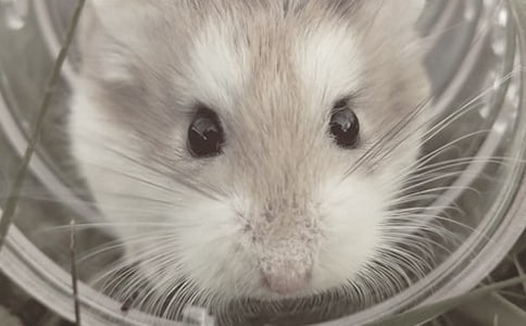 仓鼠的日记(15篇)