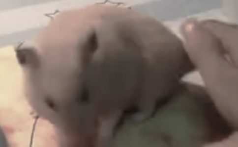 ����Сѧ����