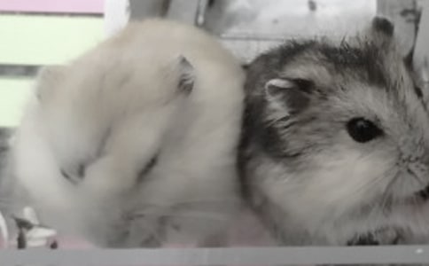 ������ռ�15ƪ