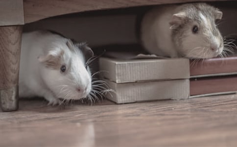 ���ڲ���۲��ռ�ģ��