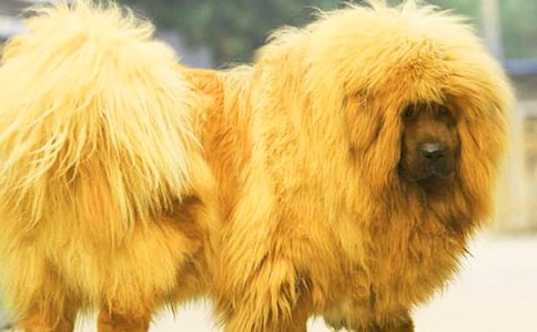 ����ɻ�����