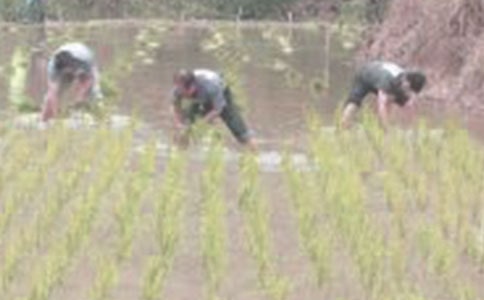 һ�꼶�²�����̰�