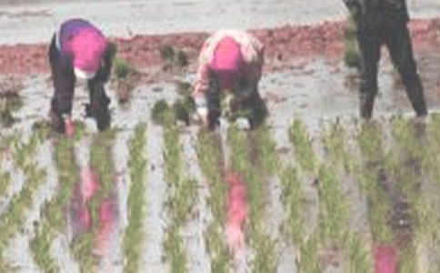 《插秧》教学反思