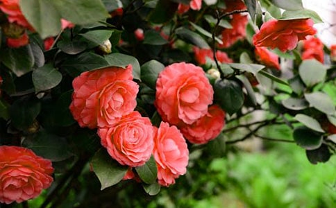 ����ɫɽ�軨�и�