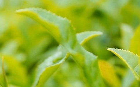 ��Ҷ�ɹ���ͬ������15ƪ��