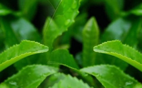 ��Ҷ�ɹ���ͬ����[15ƪ]