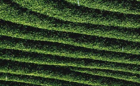 ��Ҷ�ɹ���ͬ