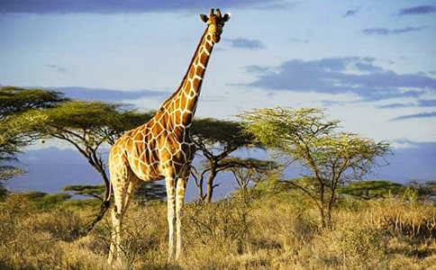 大班美术长颈鹿教案