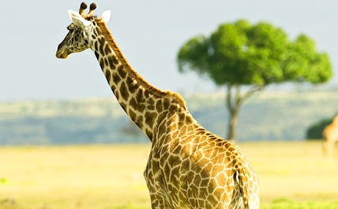 С�����Ի�̰���ơ����׳���¹��