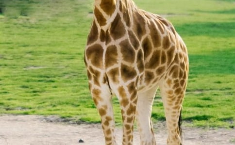 �ɰ��ĳ���¹