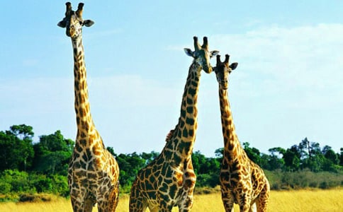 �а�����̰������ֵĳ���¹�̰�����ѧ��˼