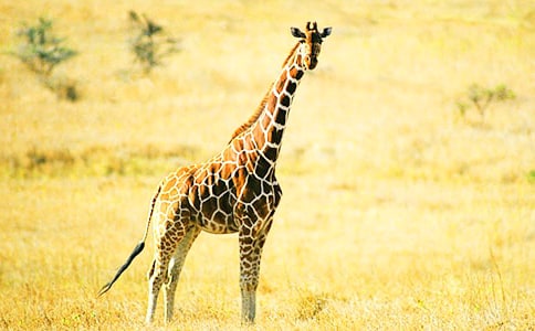 �������㰮�ϳ���¹���и�