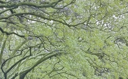 春风(北师大七年级必修) 教案教学设计