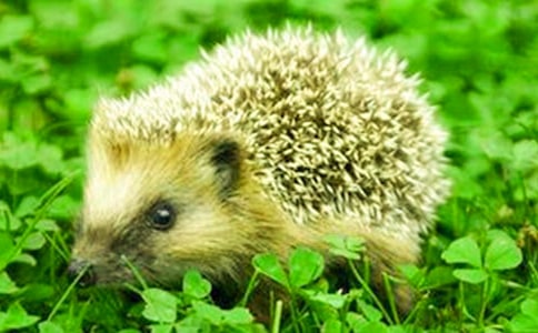 С�ཡ����С���ժ���ӡ��̰�����˼