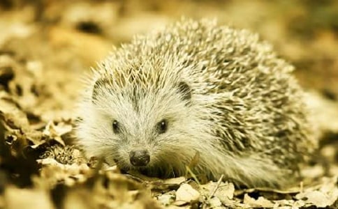 ������Ի��������ŵ���