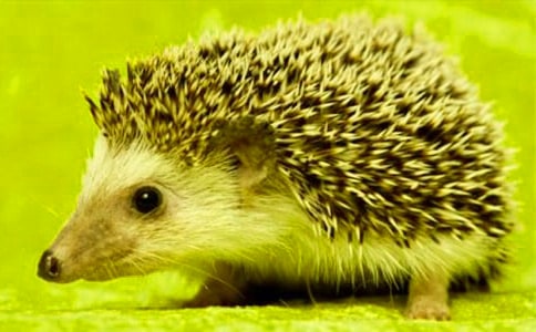 ���˵����