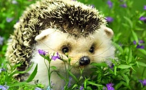 ��⬵��ռ�