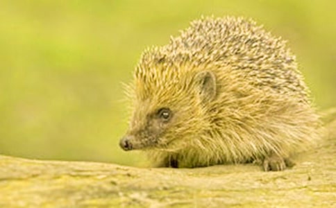 刺猬的优雅读后感