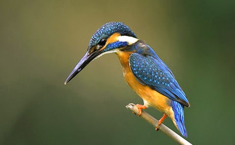 ����̰�ģ�����ƪ