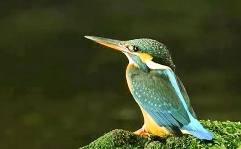 �������Ľ̰�