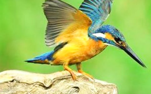 翠鸟教案集合7篇