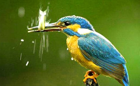 �йش���̰�ģ���ƪ