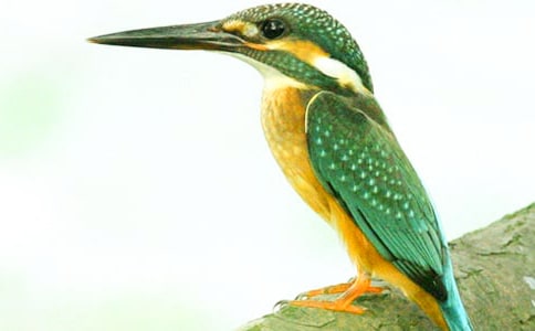 ��ѡ����̰�4ƪ