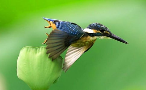 ����Ľ��ν̰�