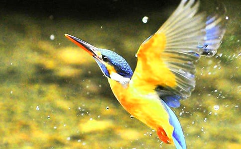 ����̰���ƪ